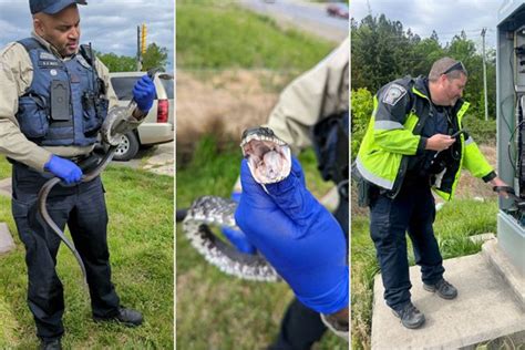 Snake Gets Into Electrical Panel, Causes Power Outage at 